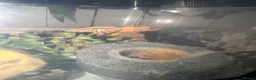 Gecko reptiles for sale: 2 crested geckos with tanks etc  - Advert 5