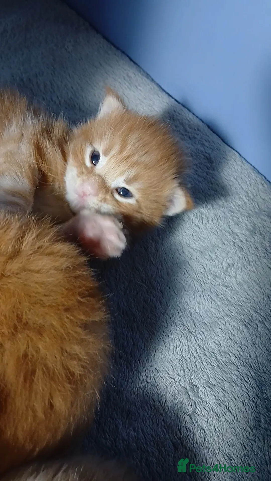 Maine Coon cats for sale: Sweet and Beautiful Pure Breed Maine Coon Kittens - Advert 15