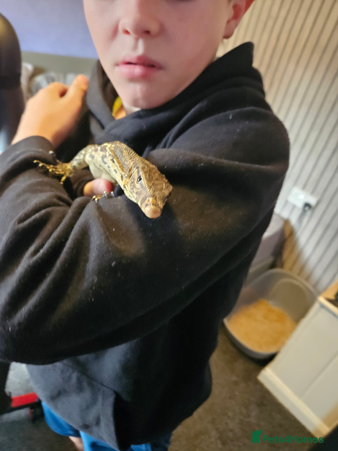 Monitor reptiles for sale: Asian water monitor  - Image 2