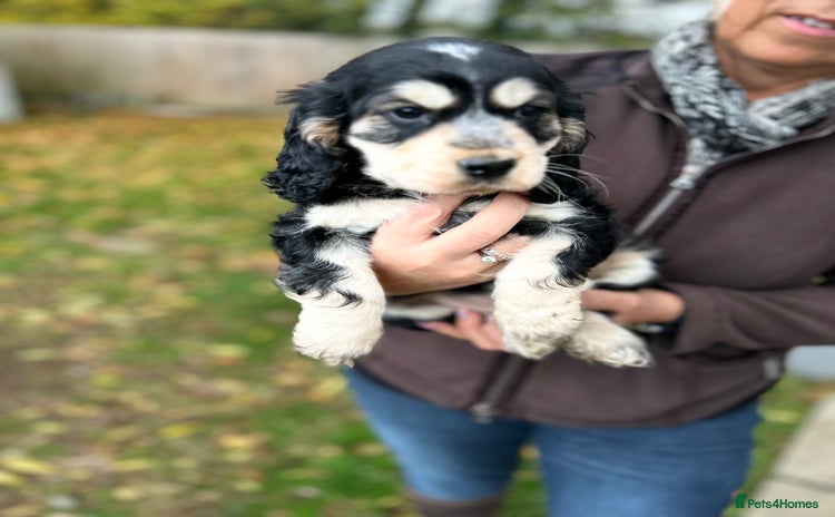 Cocker Spaniel dogs ⭐️⭐️TOP QUALITY  KC SHOW COCKER SPANIEL PUPS ⭐️⭐️ - Advert 6