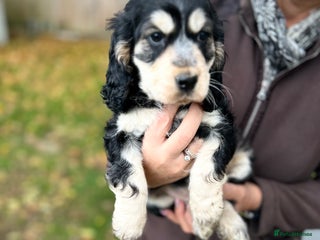 Cocker Spaniel dogs ⭐️⭐️TOP QUALITY KC SHOW COCKER SPANIEL PUPS ⭐️⭐️ - Advert 4