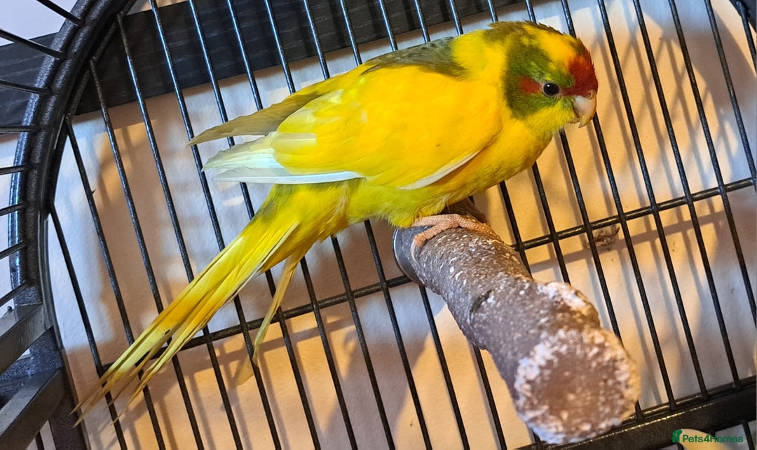 Parakeets birds for sale: Baby kakariki  - Image 6