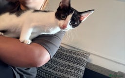 Mixed Breed cats for sale: FREE**** 12 week old black and white kittens  - Image 1