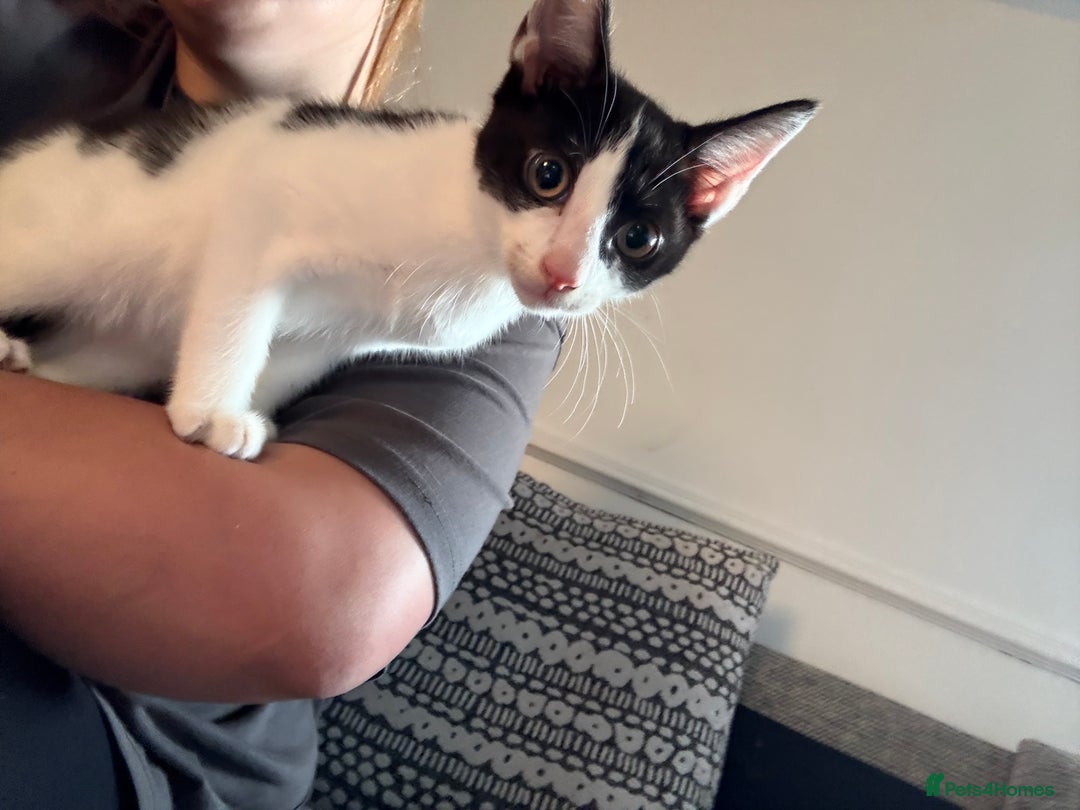 Mixed Breed cats for sale: FREE**** 12 week old black and white kittens  - Image 1