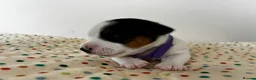 Jack Russell dogs for sale: Miniature Jack Russell’s looking for new homes  - Advert 2