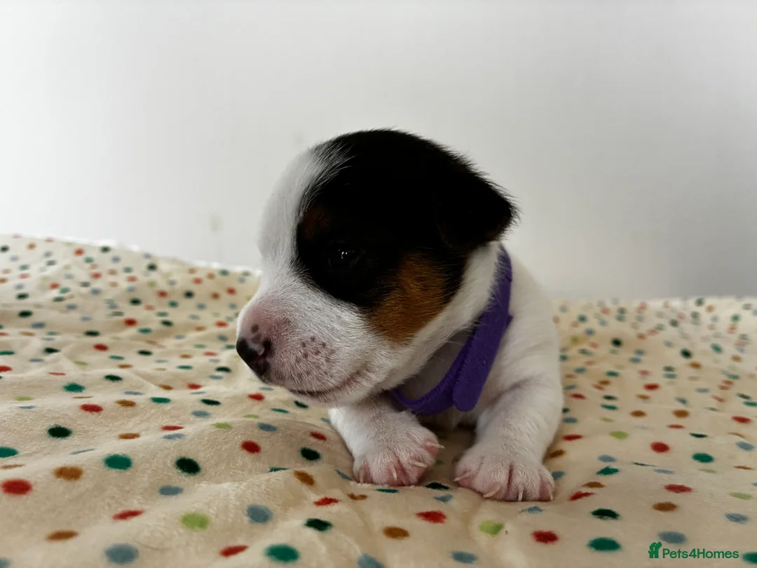 Jack Russell dogs for sale: Miniature Jack Russell’s looking for new homes  - Advert 2