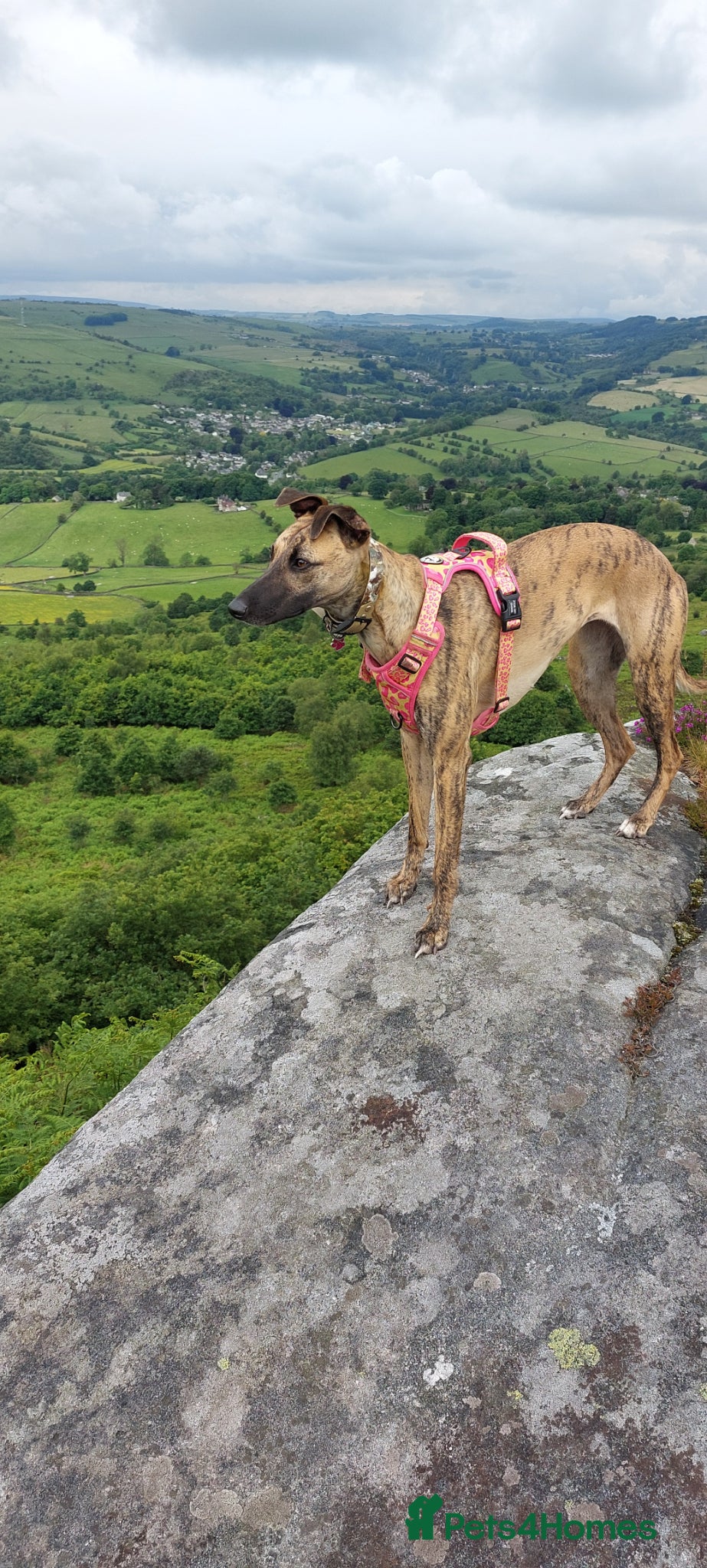 Whippet dogs Wait list now open for Brackenswift Litter - Advert 2