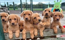 Labrador Retriever dogs for sale: Gorgeous KC Fox Red Labradors  - Image 6