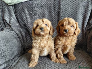 Cavapoo dogs Toy Red Cavapoos *2 boys left* - Advert 6