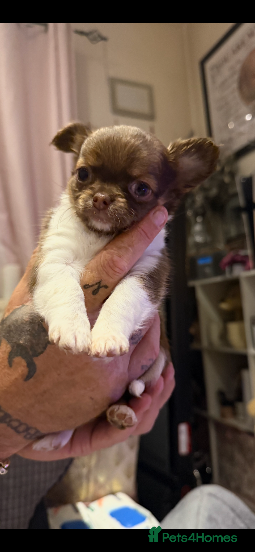 Chihuahua dogs for sale:  ❤️ K.C Registered Fluffy chocolate baby’s 🥰 - Image 14