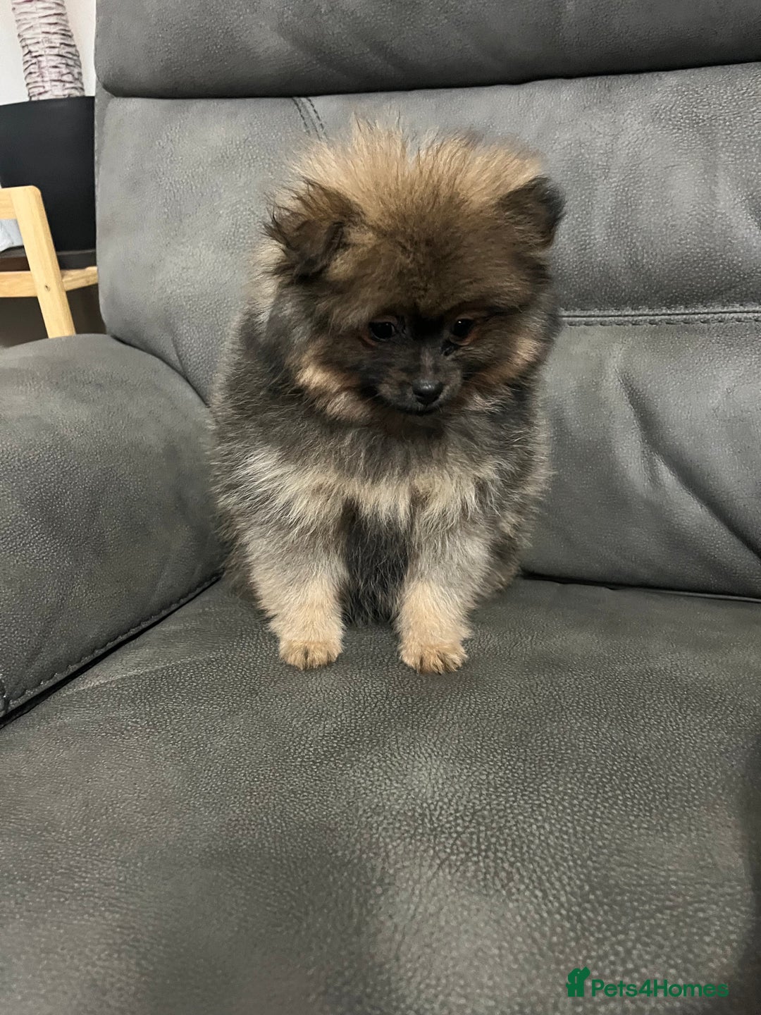 Pomeranian dogs for sale: Last boy Pomeranian  - Advert 5