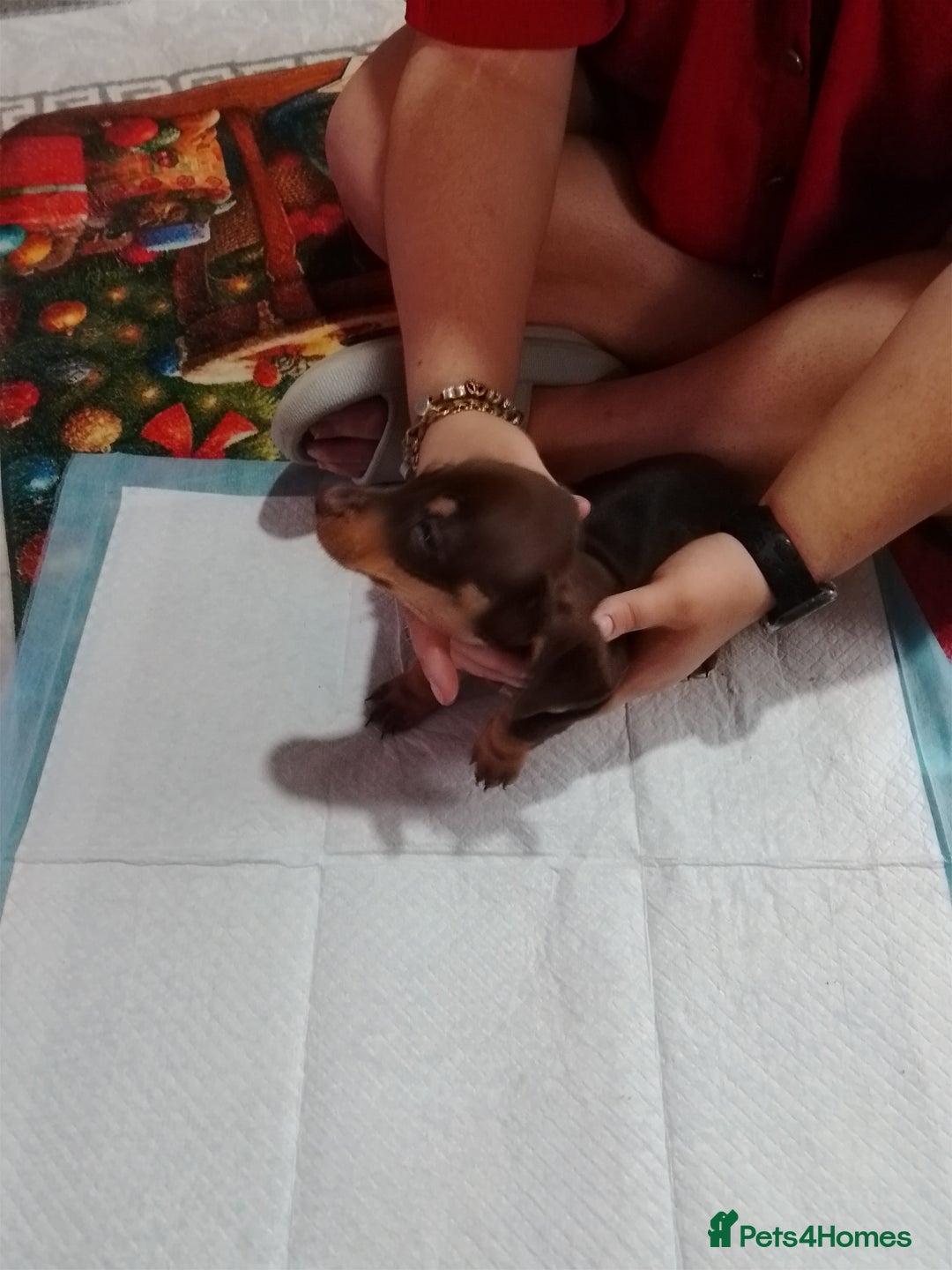 Mixed Breed dogs for sale: Jack dachshund  - Advert 6