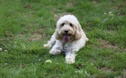 Cockapoo dogs for sale: Gorgeous nearly 2 yr old champagne cockapoo - Image 1