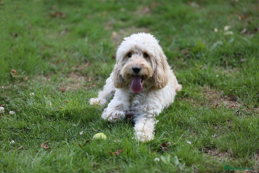 Cockapoo dogs for sale: Gorgeous nearly 2 yr old champagne cockapoo - Image 1