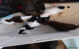 Springador dogs for sale: Dexter - Advert 4