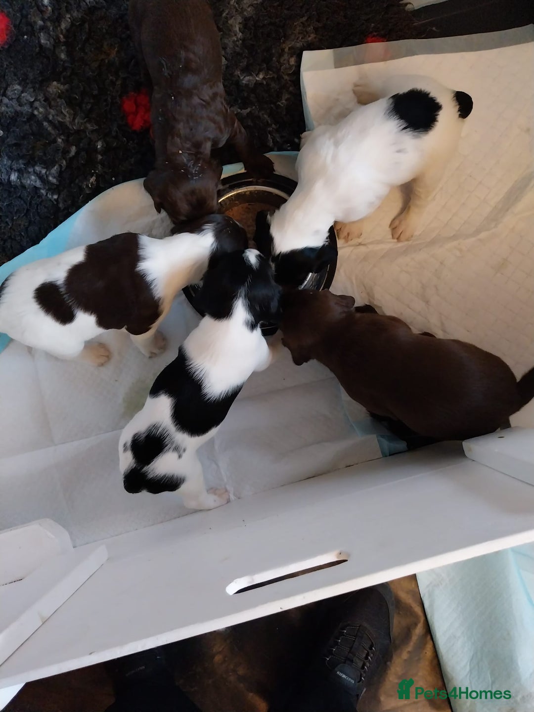 Springador dogs for sale: Dexter - Advert 4