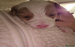 Cockapoo dogs for sale: Cockapoo puppies for sale - Image 3