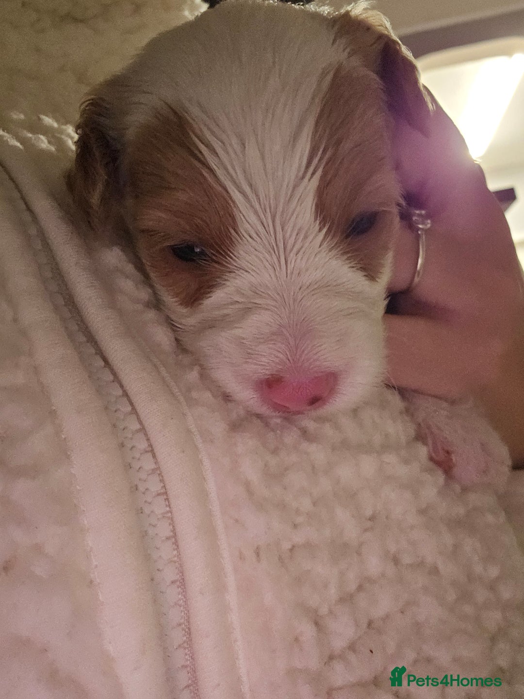 Cockapoo dogs for sale: Cockapoo puppies for sale - Image 3