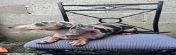 Dachshund dogs for sale: Beautiful dachshund female - Advert 2