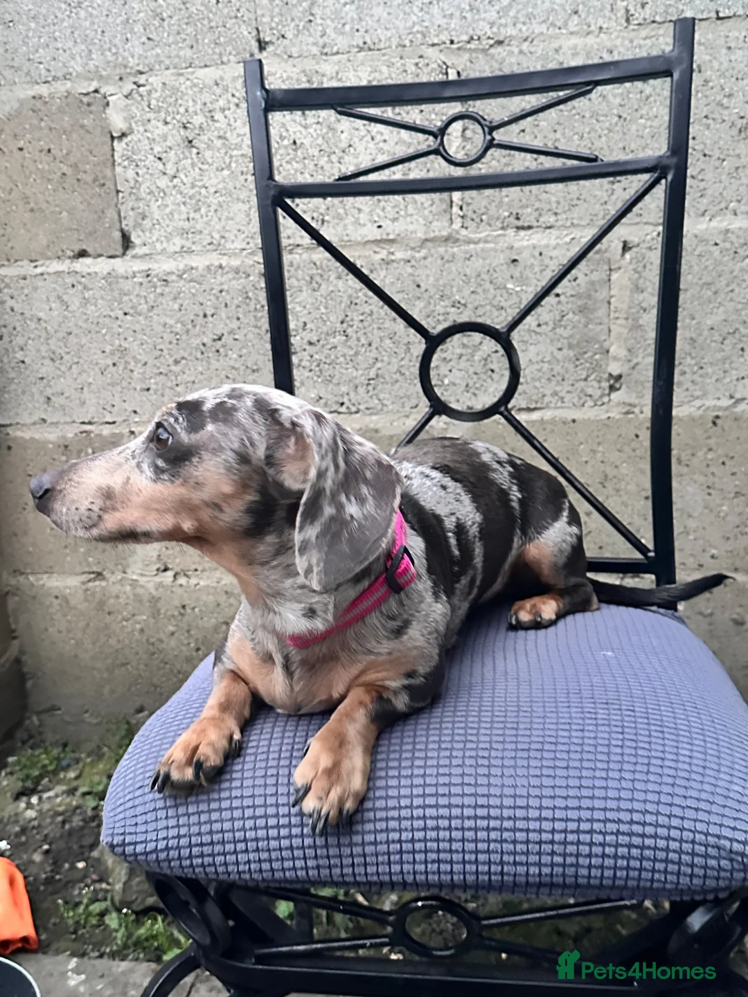 Dachshund dogs for sale: Beautiful dachshund female - Advert 2