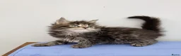 Maine Coon cats for sale: GCCF registered pedigree Maine Coon Kittens  - Advert 13
