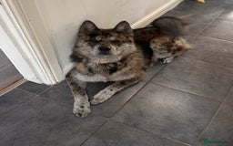 Chow Chow dogs for stud: MERLE CHOW CHOW CROSS WITH ALASKAN MALAMUTE  in Bromley - Image 3