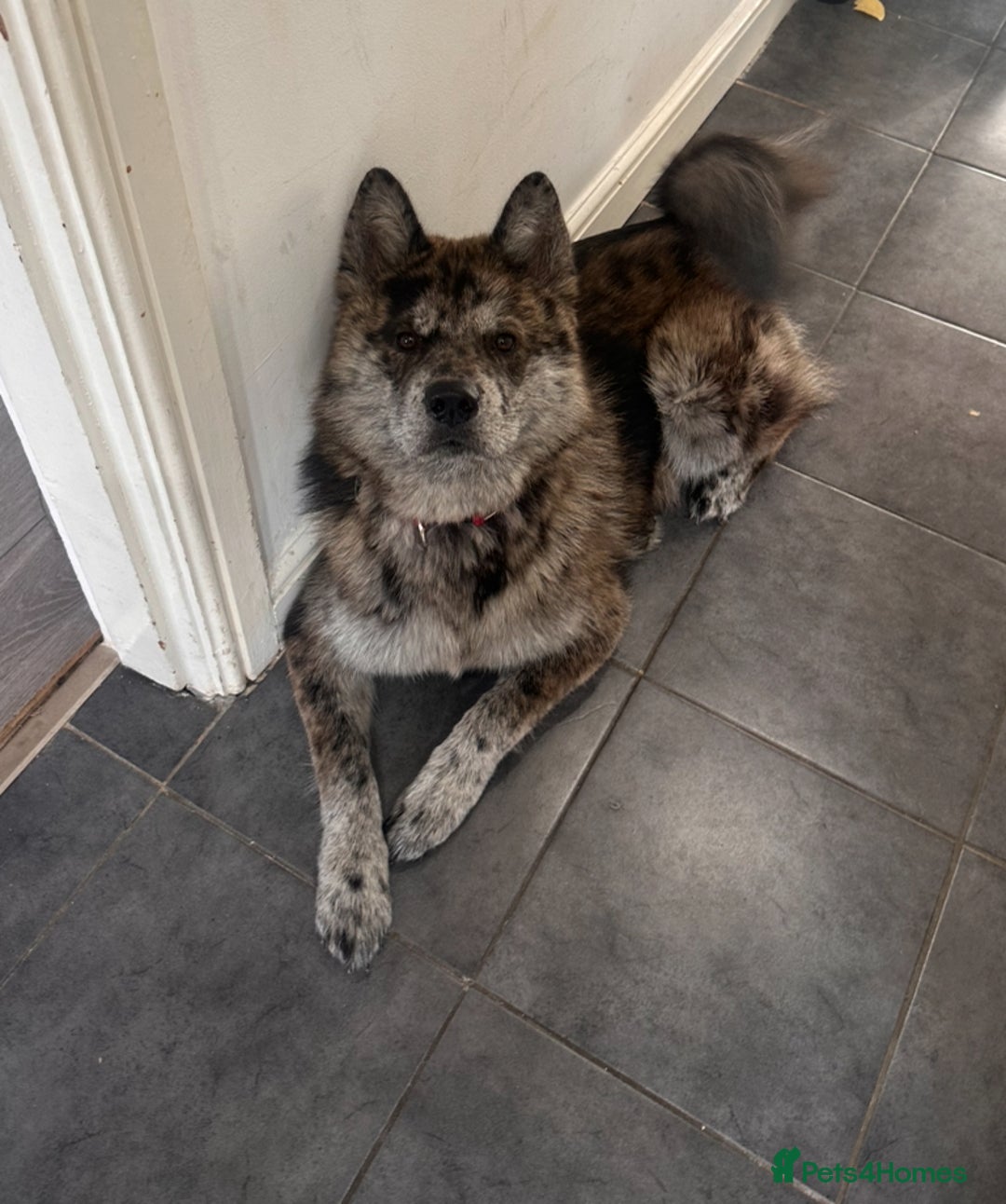 Chow Chow dogs for stud: MERLE CHOW CHOW CROSS WITH ALASKAN MALAMUTE  in Bromley - Image 3