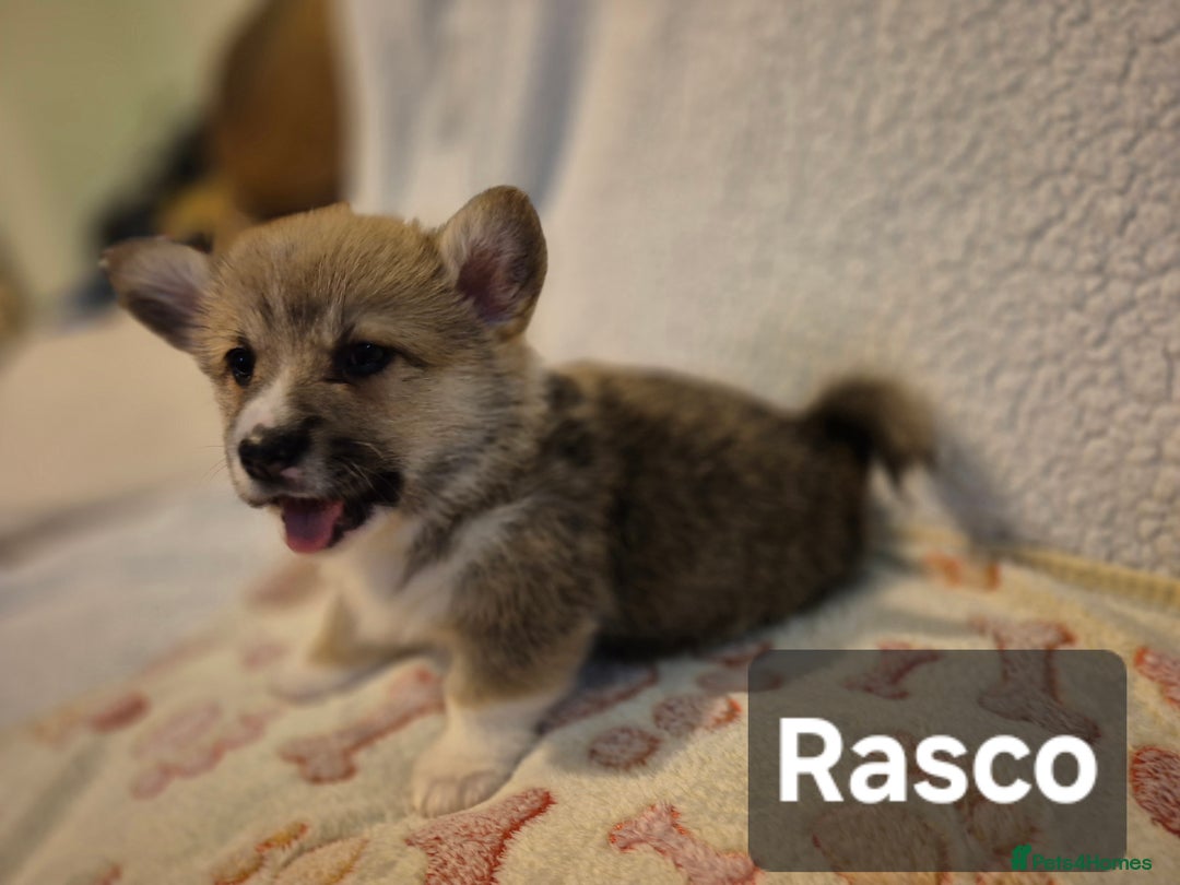 Welsh Corgi Pembroke dogs for sale: 8 Pembroke corgi puppy's - Advert 20