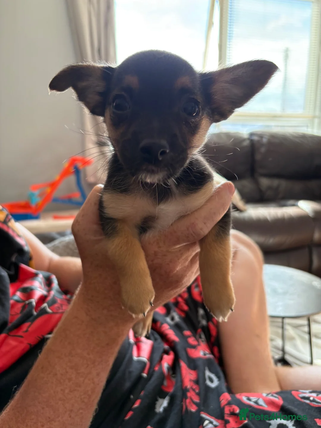Jack Chi dogs for sale: Jack Russell/Chihuahua - Advert 2