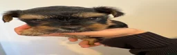 Yorkshire Terrier dogs for sale: Three stunning Yorkshire terrier puppies  - Advert 12
