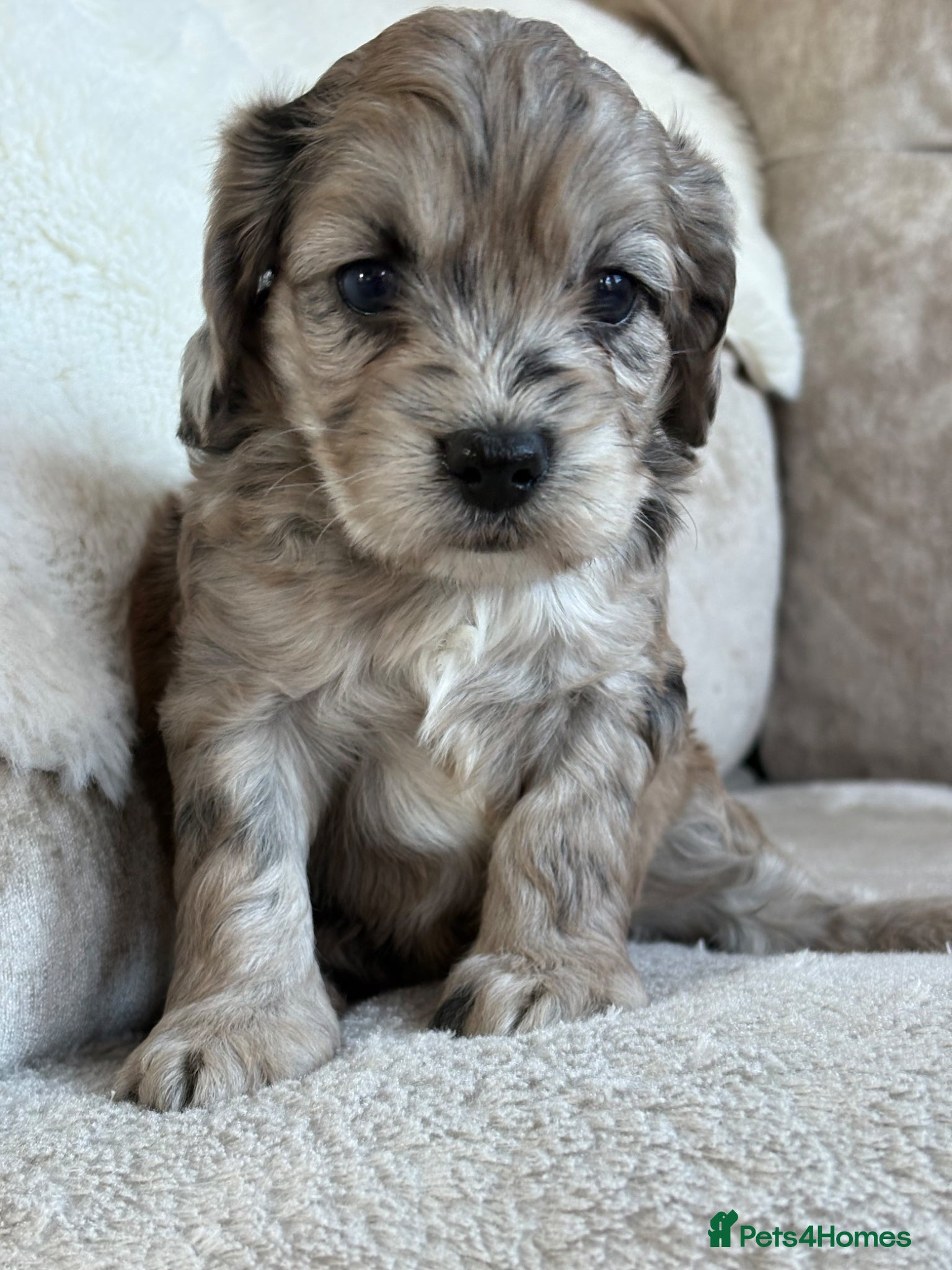 Cockapoo dogs Stunning f1 cockapoo puppies 🐶  - Advert 2