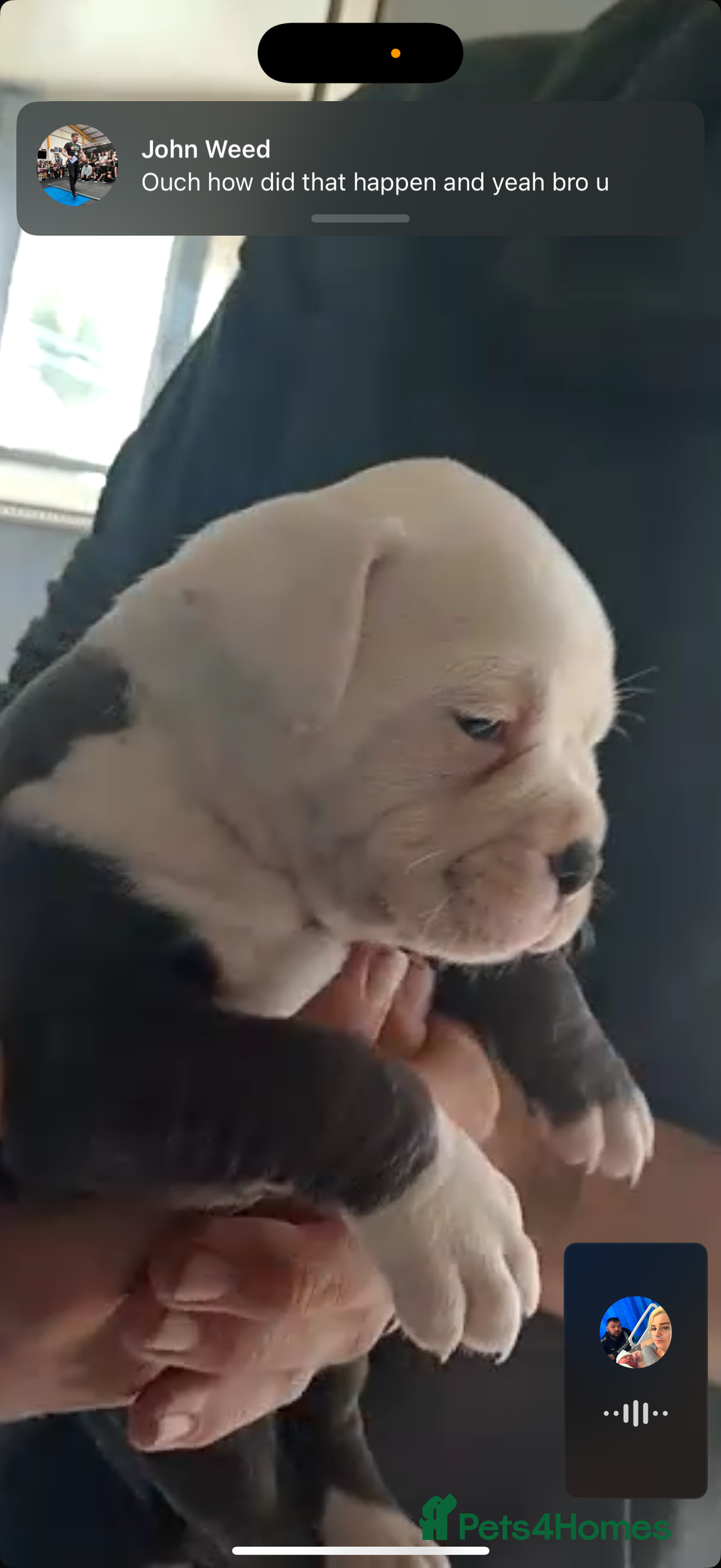 Olde English Bulldogge dogs for sale: English bulldogs  - Image 20