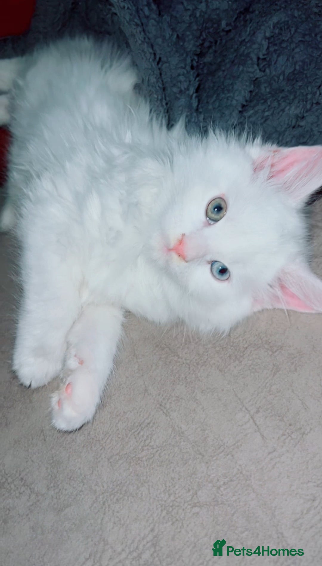 Maine Coon cats for sale: 2 odd eye male Mainecoon and 1 female smoke kitten - Advert 21