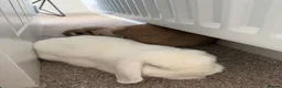 Mini Lop rabbits for sale: Bonded mini lop rabbits  in Seaham - Advert 6