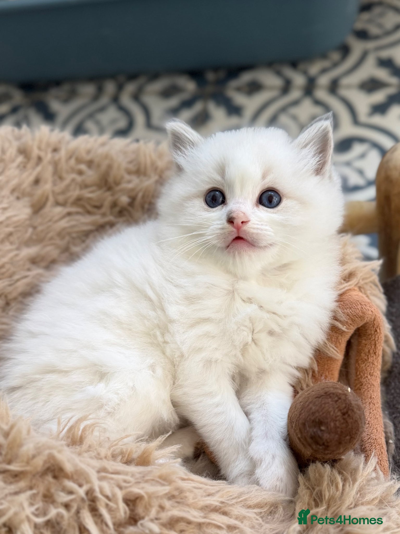Ragdoll cats TICA registered ragdoll kittens - Advert 6