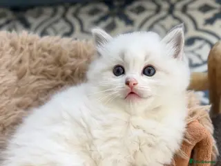 Ragdoll cats TICA registered ragdoll kittens - Advert 6
