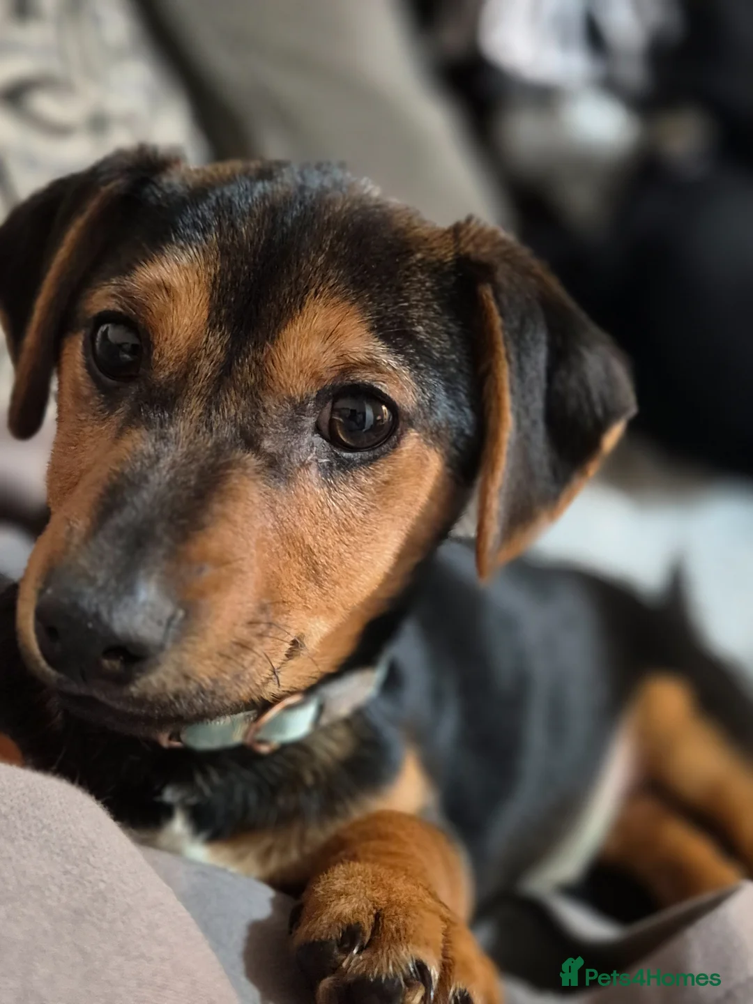 Jack Russell dogs for sale: Winston  in Ashton-under-Lyne - Advert 3
