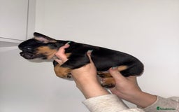 French Bulldog dogs for sale: Fluffy french bulldogs puppies - Image 11