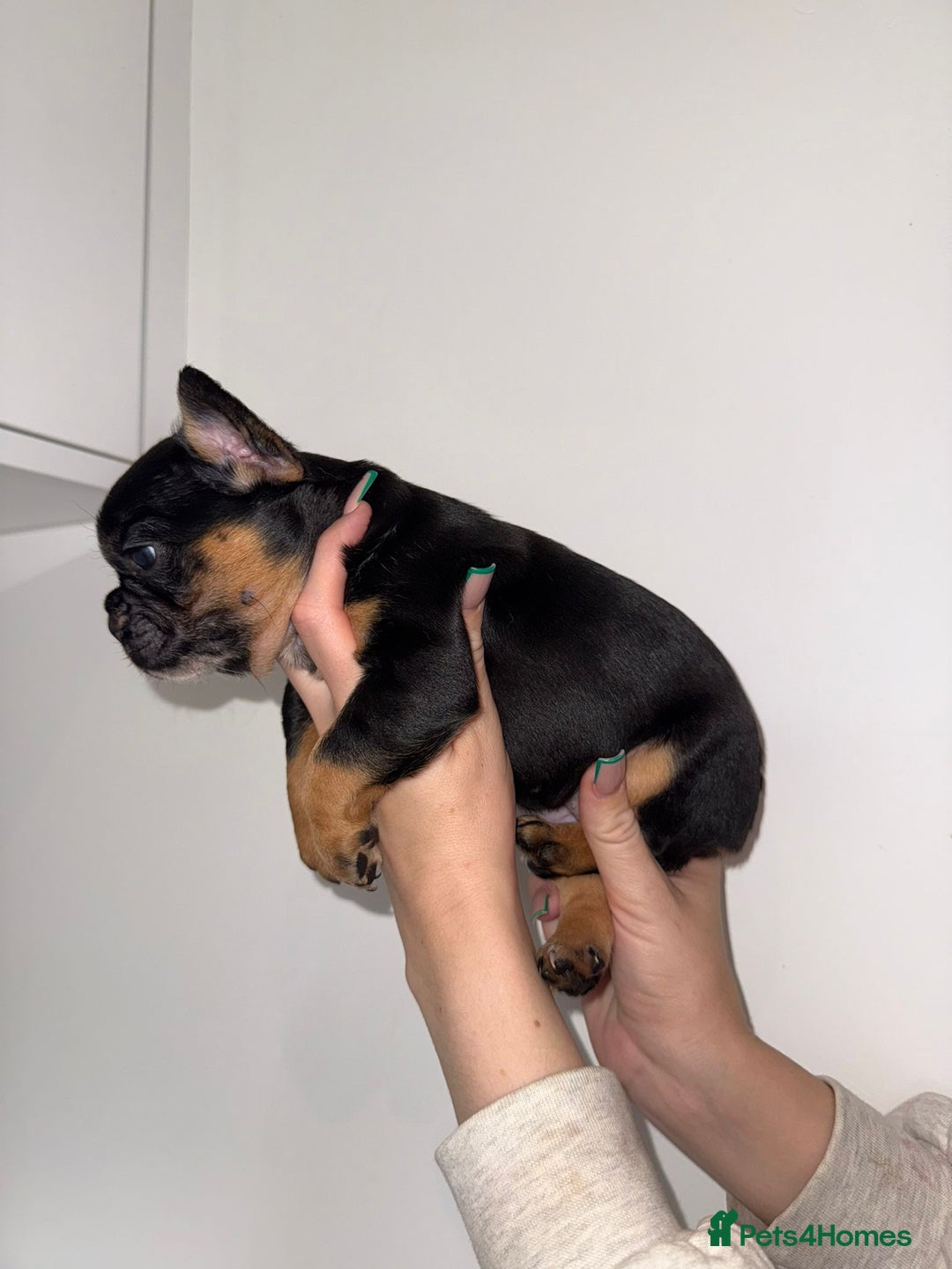 French Bulldog dogs for sale: Fluffy french bulldogs puppies - Image 11