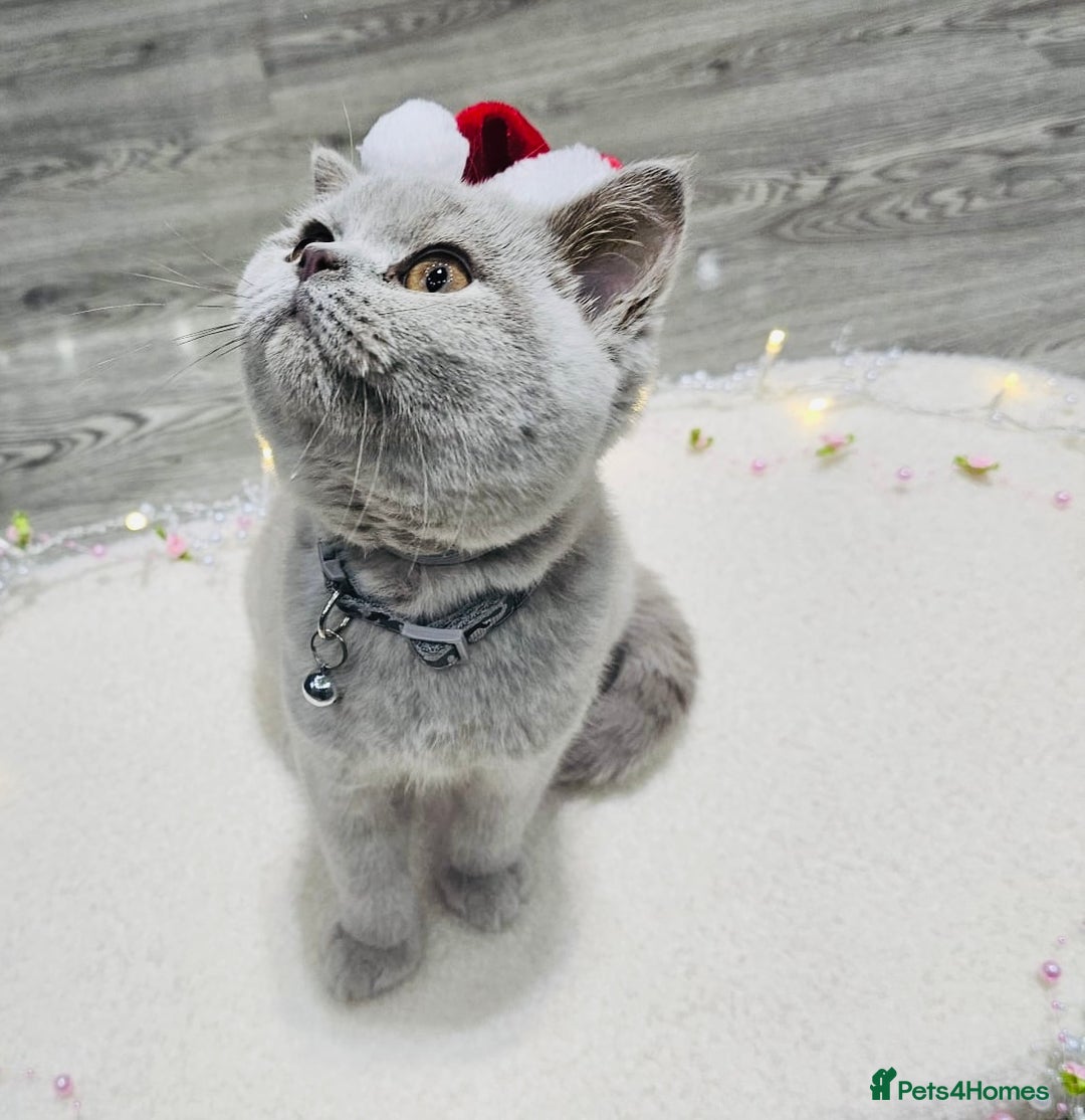 British Shorthair cats for sale: Beautiful Rare Fawn Lilac British Shorthair Girl! - Advert 5