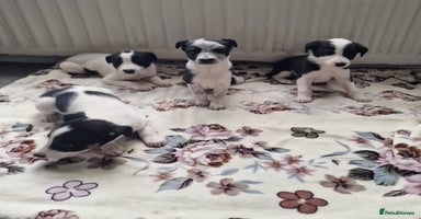 Mixed Breed dogs - Advert 9