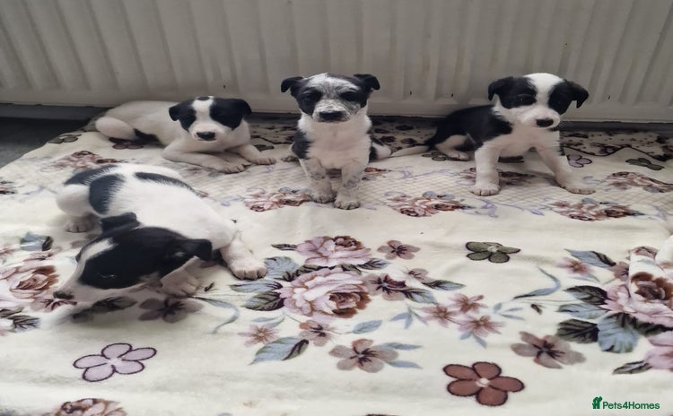 Mixed Breed dogs - Advert 2