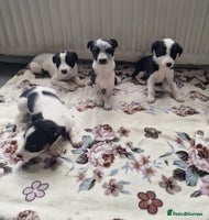 Mixed Breed dogs - Advert 13