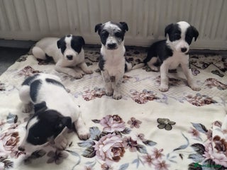 Mixed Breed dogs - Advert 15