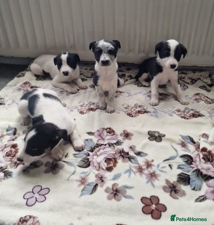 Mixed Breed dogs - Advert 5