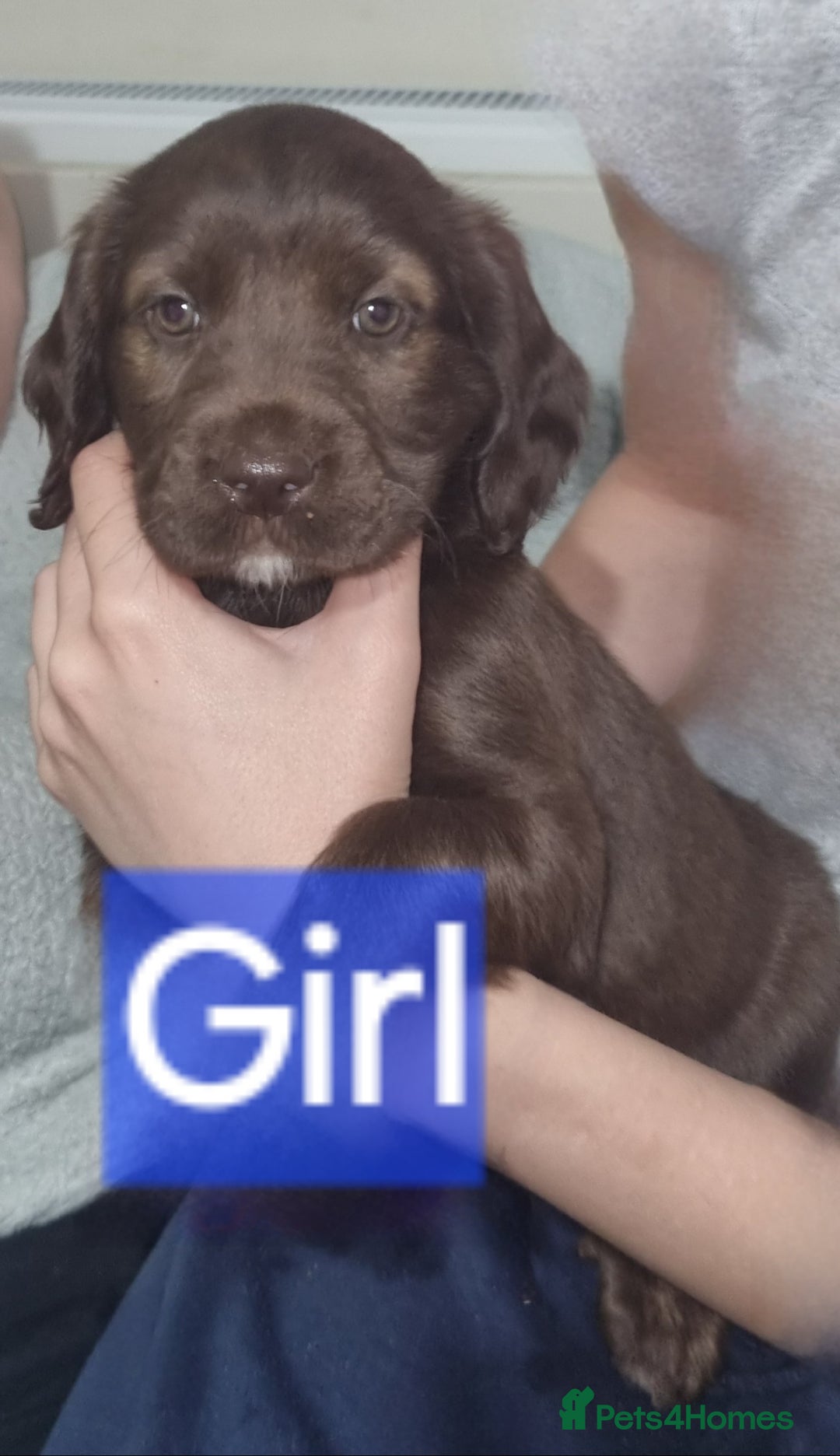 Mixed Breed dogs for sale: Mixer breed puppys  - Image 13