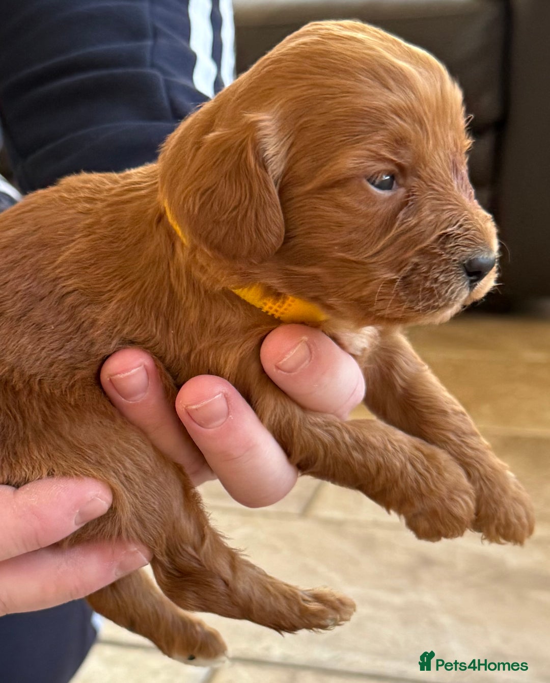 Cockapoo dogs for sale: F1 Toy cockapoo’s - Advert 6