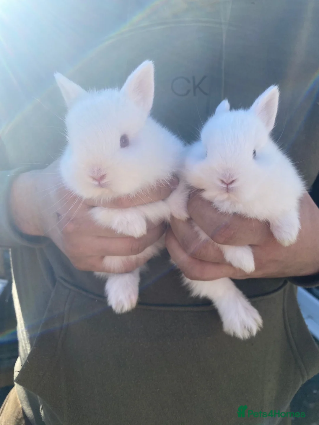 Netherland Dwarf rabbits for sale: Bunny mixed - Advert 1