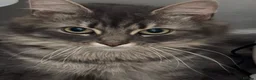 Mixed Breed cats for sale: 2 year old Rag doll mixed male  - Advert 3
