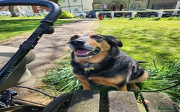 Huntaway dogs for sale: Arlo the Huntaway - Image 5